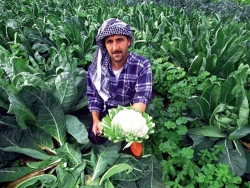 Sakarya Solucan Gübresi